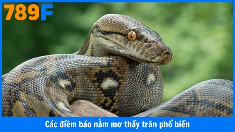 Các điềm báo nằm mơ thấy trăn phổ biến