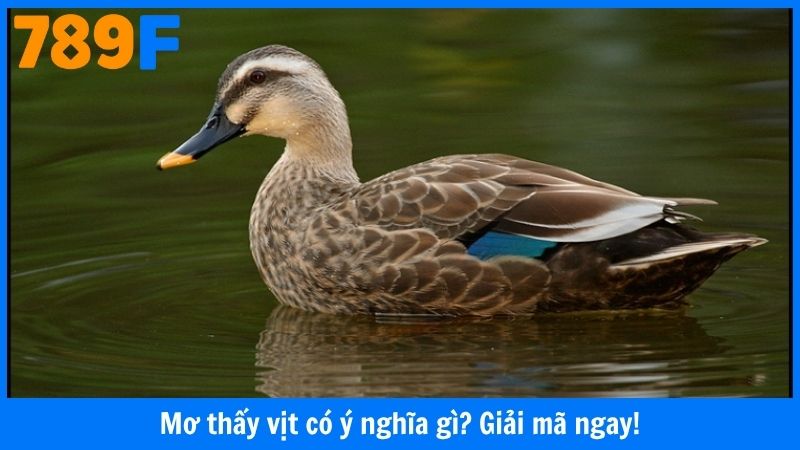 Mơ thấy vịt có ý nghĩa gì? Giải mã ngay!
