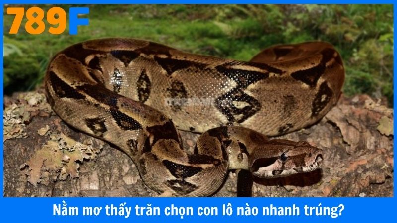 Nằm mơ thấy trăn chọn con lô nào nhanh trúng?