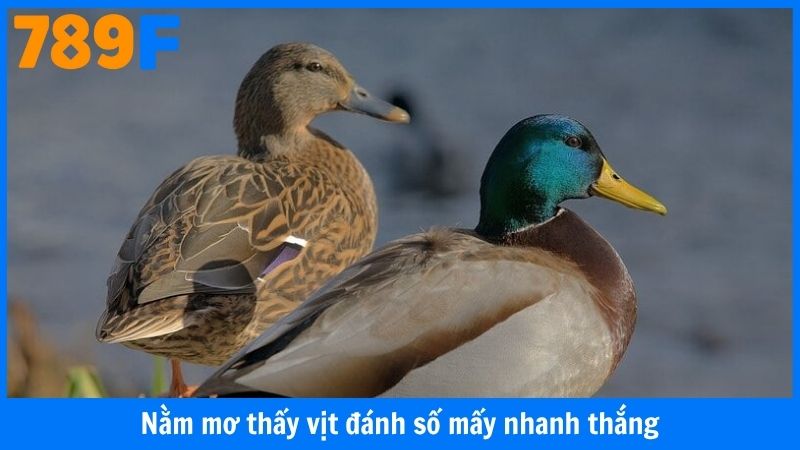 Nằm mơ thấy vịt đánh số mấy nhanh thắng