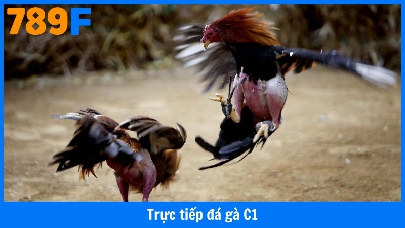 Đá Gà C1 - Xem Trực Tiếp, Hòa Mình Vào Cuộc Chiến!
