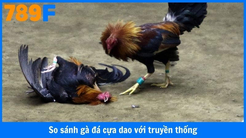 So sánh gà đá cựa dao với truyền thống