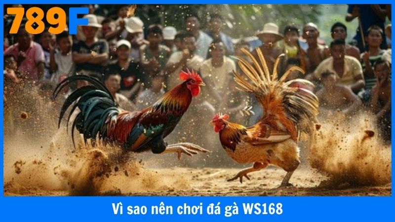 Vì sao nên chơi đá gà WS168
